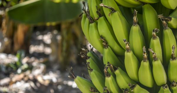 Why Unripe Bananas are Good for You