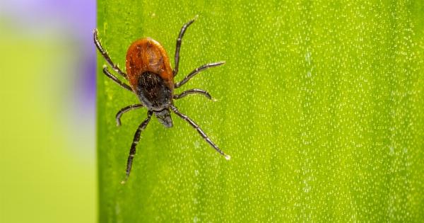 Ticks and Fleas: Eliminating Your Dog’s Parasites