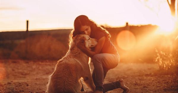 The hidden emotions of your dog – understanding communication cues