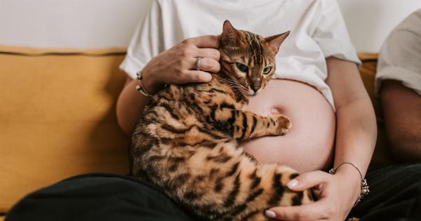 Is it safe for pregnant women to have a pet cat?