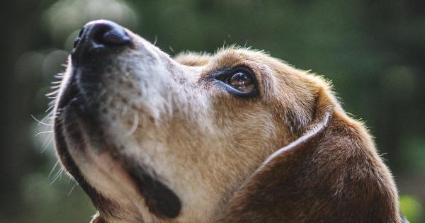 Canine allergy relief: Natural remedies with dog ingredients
