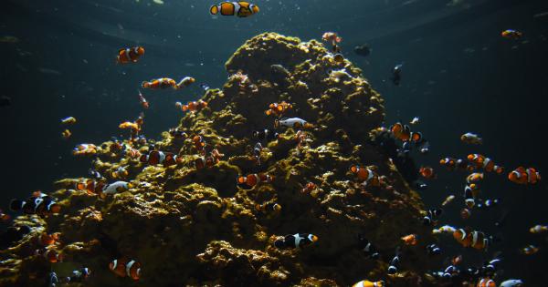 Coral Reef: The Key to Fighting AIDS