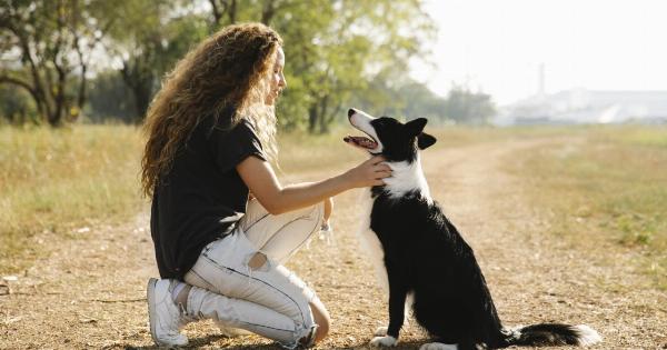 Easy ways to calm your dog quickly