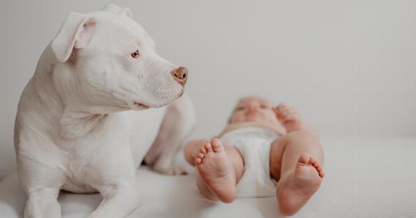 How to Introduce Your Dog to a New Baby