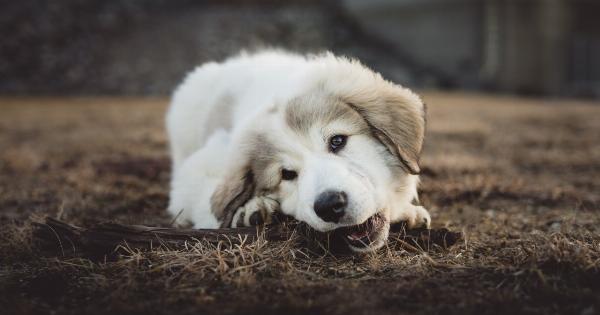 Destructive chewing in dogs: Causes and solutions