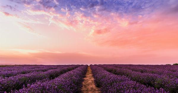 Lavender: Nature’s Anti-Aging Elixir