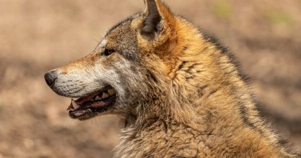 Childhood trauma intensifies lupus erythematosus wolf