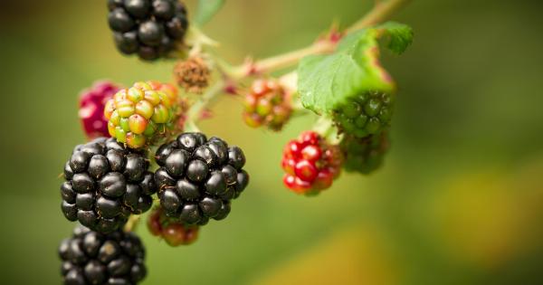 Paste Flora with Blackberry Jam