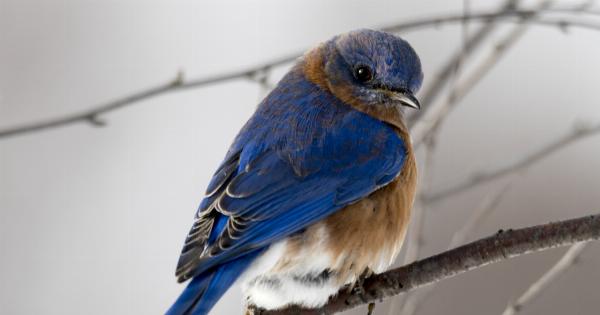 The Flight of Heart Wings: Investigating the Possible Causes