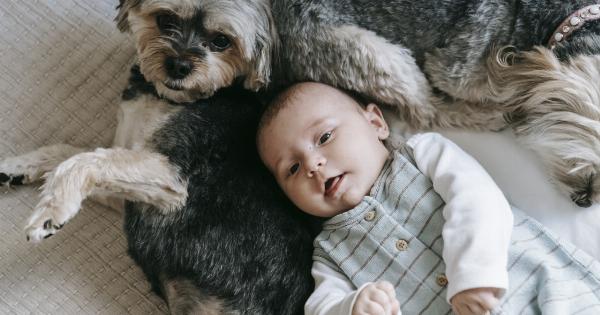 Samoyed: Loyal Companion for Children