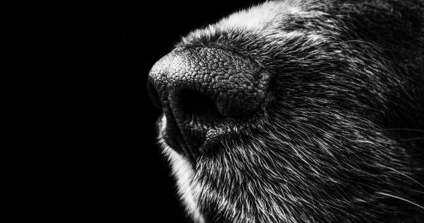 Resources for black noses