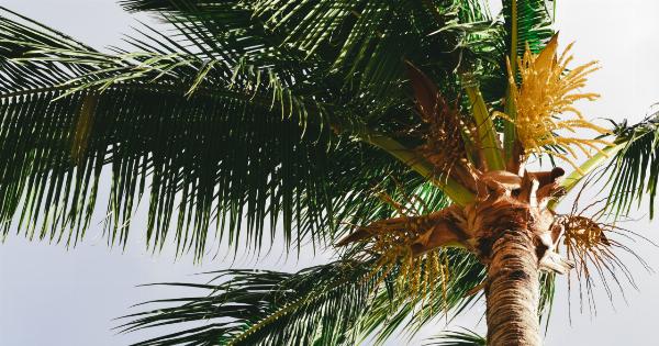 Why Coconut Oil is a Must-Have in Your Life