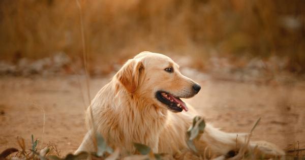 Why leaving your dog alone on the balcony is a recipe for disaster