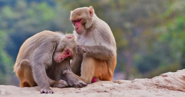 Monkey Scratches and Encephalitis: A Surprising Connection