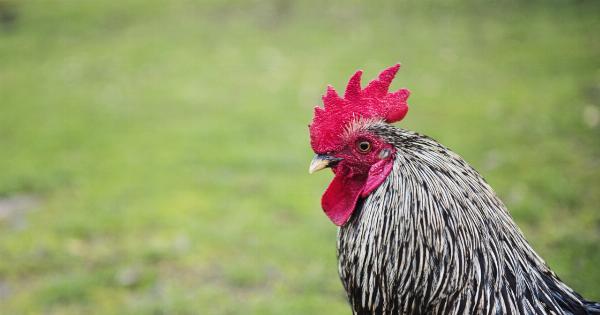 From the Farm to the Field: How Chicken Enhances Athleticism