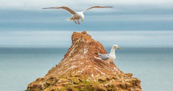 Wings of Insanity: A Gull’s Story