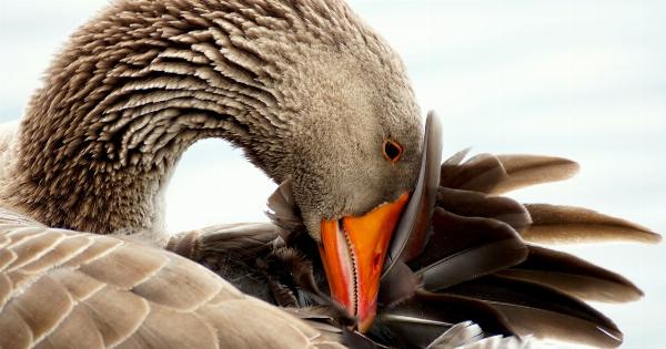 Diet tips: Duck or goose?