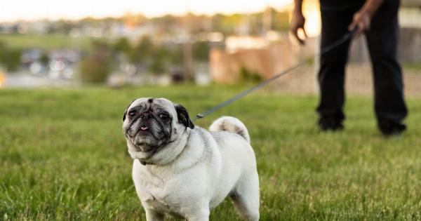 10 reasons why leaving your dog off-leash is never a good idea