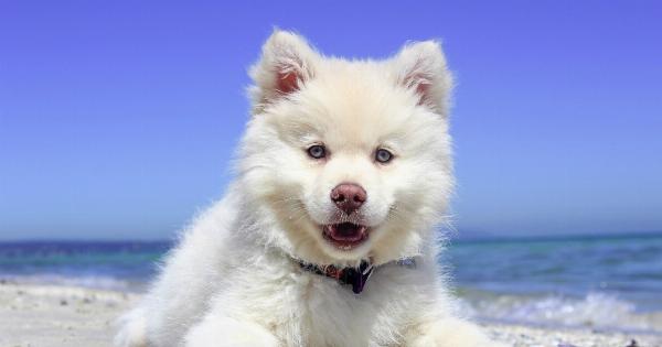 Doggy Demeanor: Understanding Canine Behavior