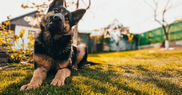 German Shepherd: Loyal, intelligent, and beloved friend
