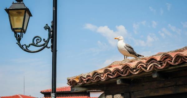 Seagull Syndrome on the Rooftop