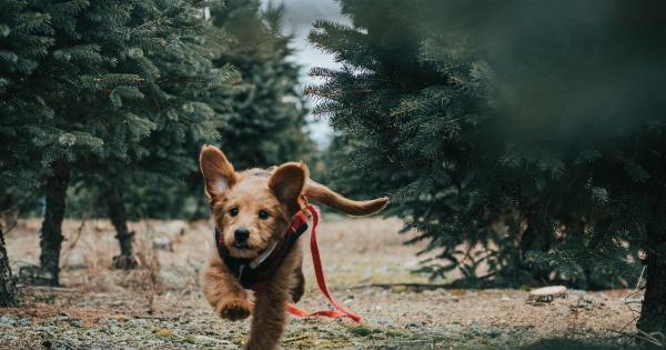 Puppy behavior: Explaining why he runs to the pond