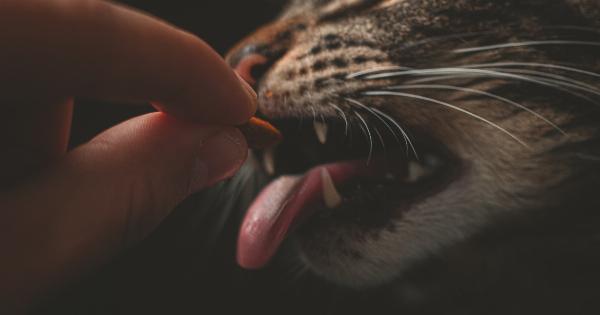 Cat Food: A Guide to Feline Nutrition