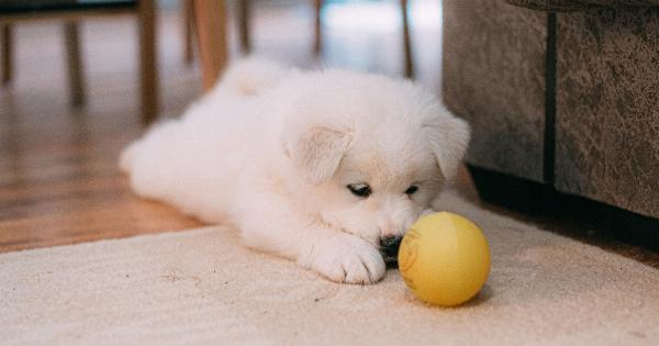 Dog: 4 reasons they won’t stop staring at you