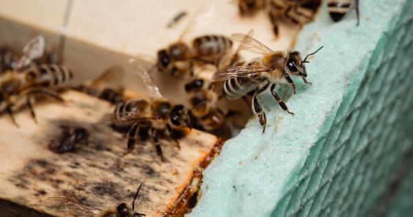 Properly Handling Stinging Insects