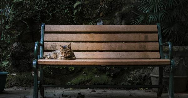 Kitten Nutrition: Essential Factors for Growth