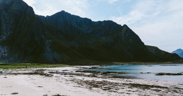 Seaweed with high antibiotic properties