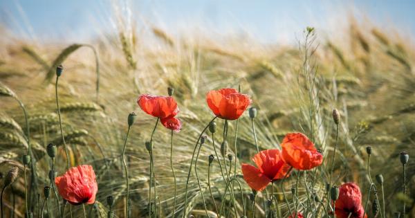 Why Barley is a Superfood