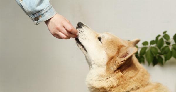 The Ultimate Guide to Feeding Your Dog