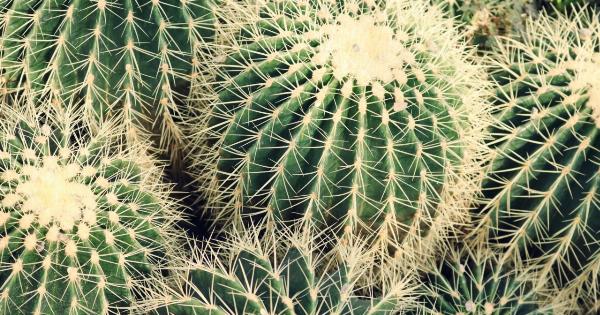 Getting out of the prickly situation