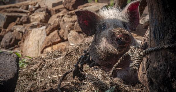 Scientists resurrect pig brains after four-hour death