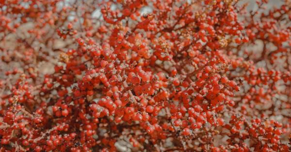 How Berries Can Increase Your Lifespan