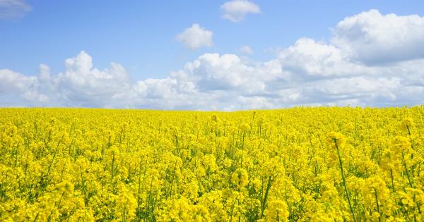 Unveiling the Hidden Dangers of Spring Pollen