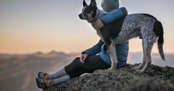 Does Your Dog Make It Hard to Detect Issues, Especially While Holding Mud?