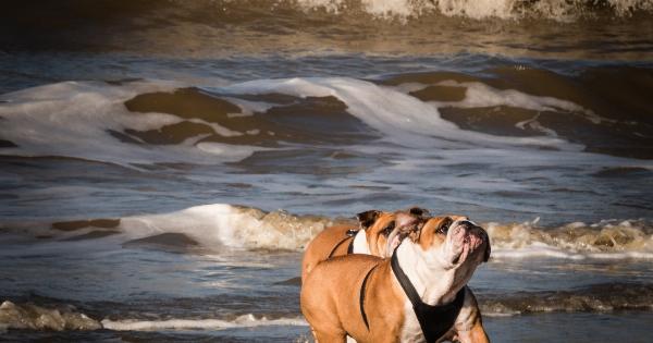 Sea and Beach Do’s and Don’ts for Dogs – Keep Your Pup Safe