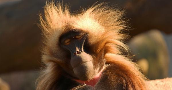 Tracing the evolution of the cerebellum in primates