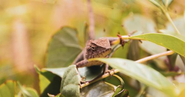 Understanding Samamides, Chameleons, and Other Lizards