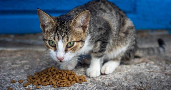 Making the Move to Raw Food for Your Cat