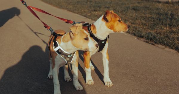 The true nature of pitbulls: friendly or fierce?