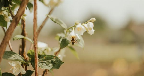 Honey as a natural remedy for obesity