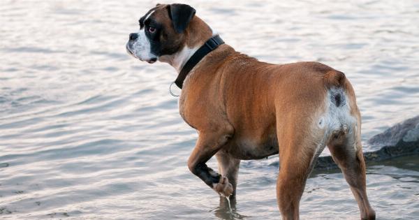How to keep your dog healthy and strong at sea
