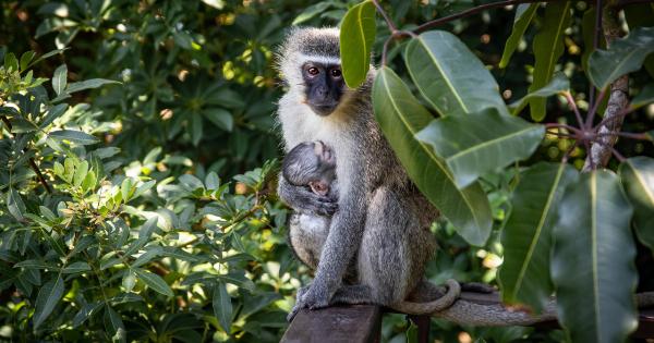 Monkeys carrying hazardous materials