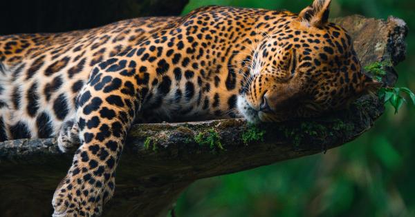 Unified dreamscapes of sleeping twosomes