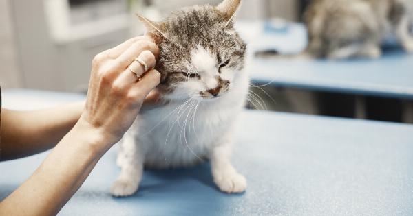 Is Your Cat Vomiting? Here’s When You Should See the Vet