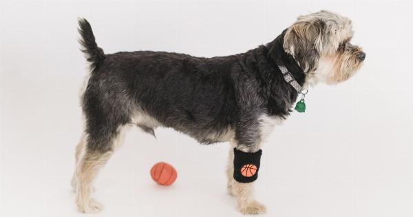 The top 3 ways to know if your dog has faith in you