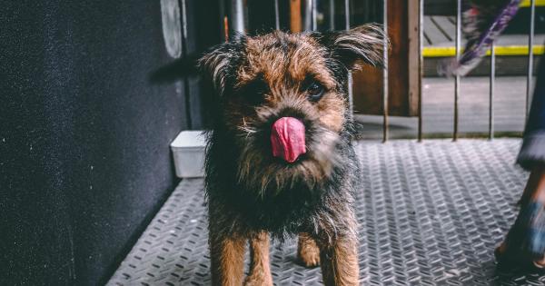 When to Be Concerned about Your Dog’s Excessive Licking